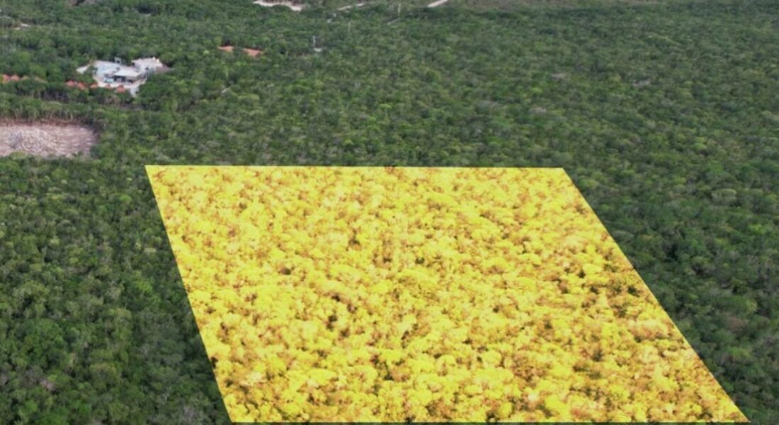 Tierra Madre: Personaliza Tu Hogar en la Riviera Maya